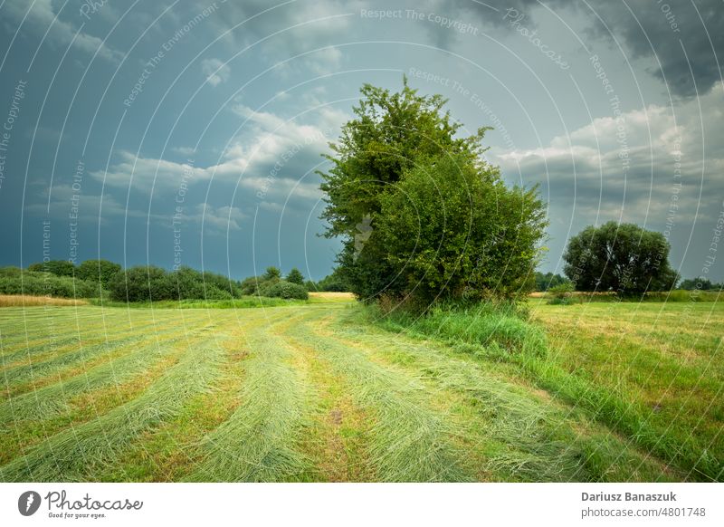 A mowed meadow with bushes and a cloudy sky nature climate weather field grass landscape cloudscape rain scenery plain rural scenic beauty country dark village