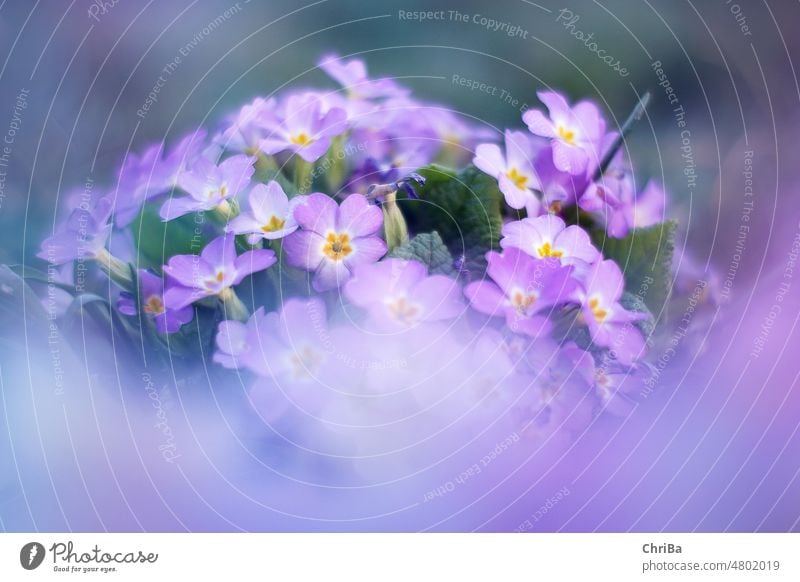 Delicate purple flowers in spring with shallow depth of field Violet Flower Forget-me-not Nature Spring Blossom Plant Close-up Macro (Extreme close-up)