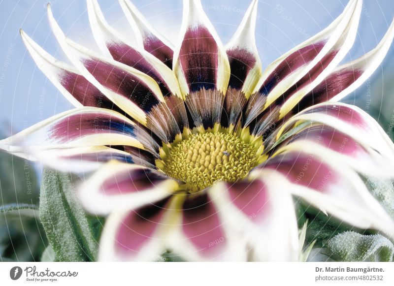 Inflorescence of a gazania, cultivated form; serves as summer flower in Central Europe, as not winter-hardy Gazania inflorescence blossom Garden form variety