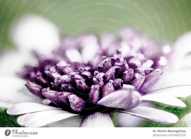 Filled cultivated form of Osteospermum ecklonis, from South Africa osteospermum Bornholm Magerite inflorescence filled Violet Garden form variety composite