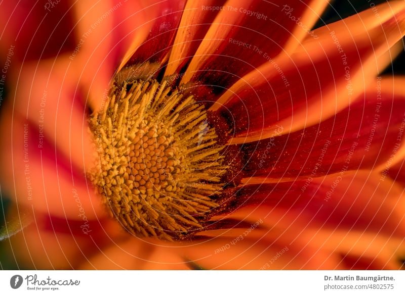 Inflorescence of a gazania, cultivated form; serves as summer flower in Central Europe, as not winter-hardy Gazania inflorescence blossom Garden form variety