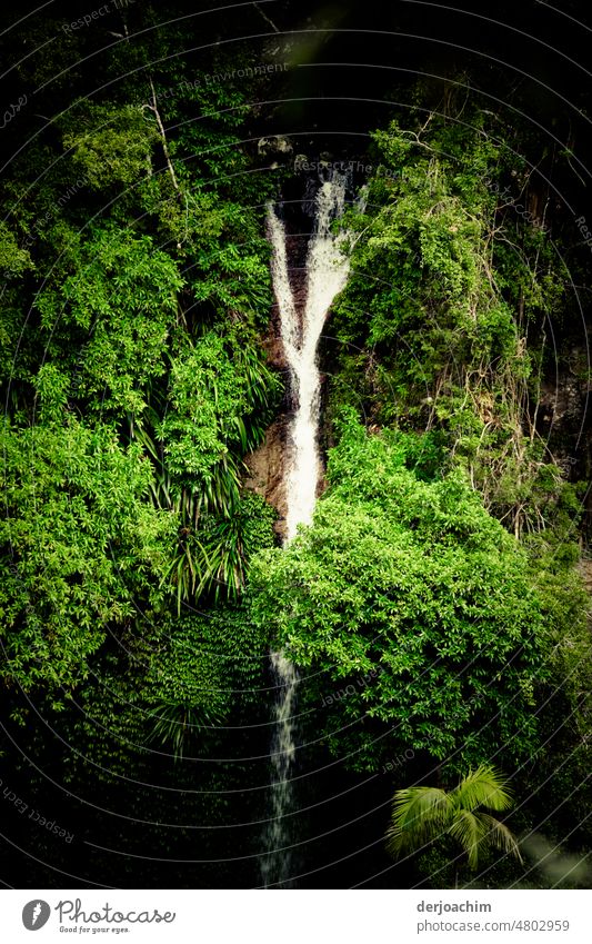 Hike in the jungle. Suddenly we encounter a waterfall. Exterior shot pretty Landscape Nature Deserted Water Green River Environment Flow Vacation & Travel Wild