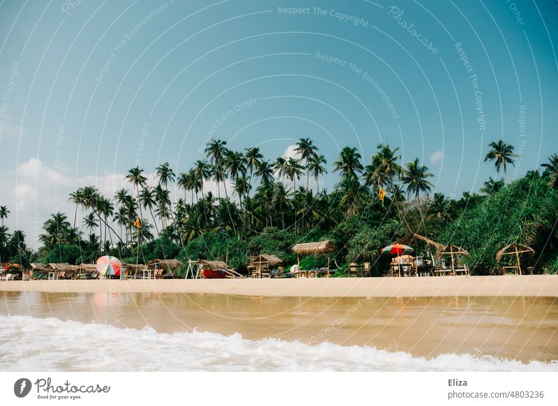 View of a tropical beach lined with palm trees Beach palms tropics Tropical Exotic vacation Sandy beach Paradise coast Ocean Blue sky Sunshade good weather