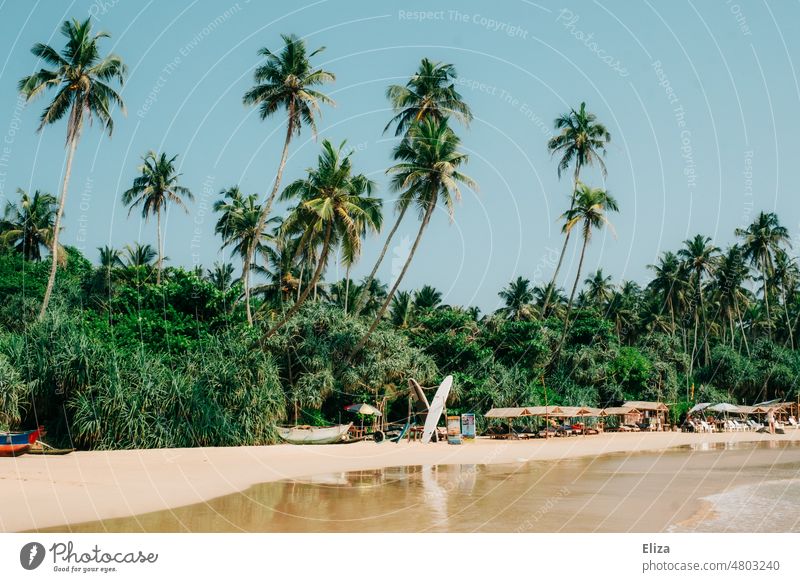 Palm fringed sandy beach with palms Sandy beach Ocean vacation Summer Vacation mood Beach tropics sunshine coast Tourism Vacation & Travel Landscape