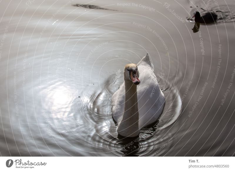 a swan and a duck in the river Spree Swan Berlin Kreuzberg Duck Friedrichshain Water Capital city Exterior shot Colour photo City Bird Deserted Germany Town