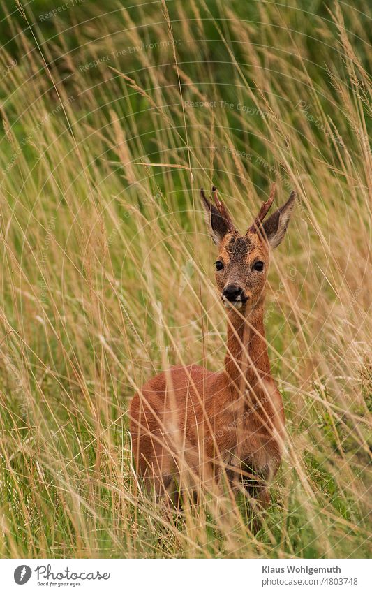 Roebuck, with a forked horn, sighted in year-old grass and looking at the camera. reindeer buck horned antlers Pelt wildlife Wild animal Roe deer Eavesdropper