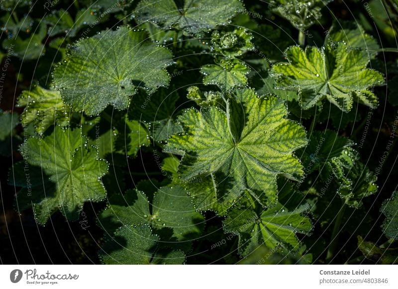 Green leaves in sunlight with pearly dew drops Nature Leaf Exterior shot Dew Wet naturally Morning Drops of water Macro (Extreme close-up) Close-up Detail Damp