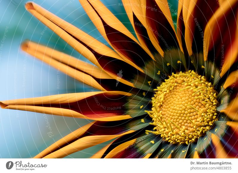 Inflorescence of a gazania, cultivated form; serves as summer flower in Central Europe, as not winter-hardy Gazania inflorescence blossom Garden form variety