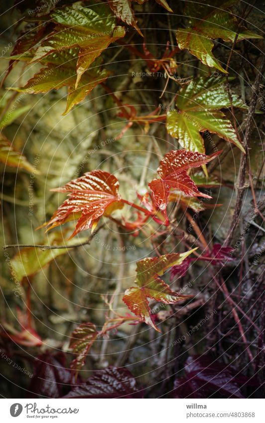 Facade queen wild wall cat Virginia Creeper creeper maiden vine Three spiked virgin vine Three lobed maiden vine Vine plant Facade green Green facade Wall cat