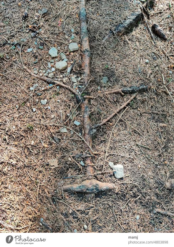 Superficial, and yet well rooted. Roots under and over, with stones and spruce needles. Ground Growth naturally Nature Bird's-eye view Woodground