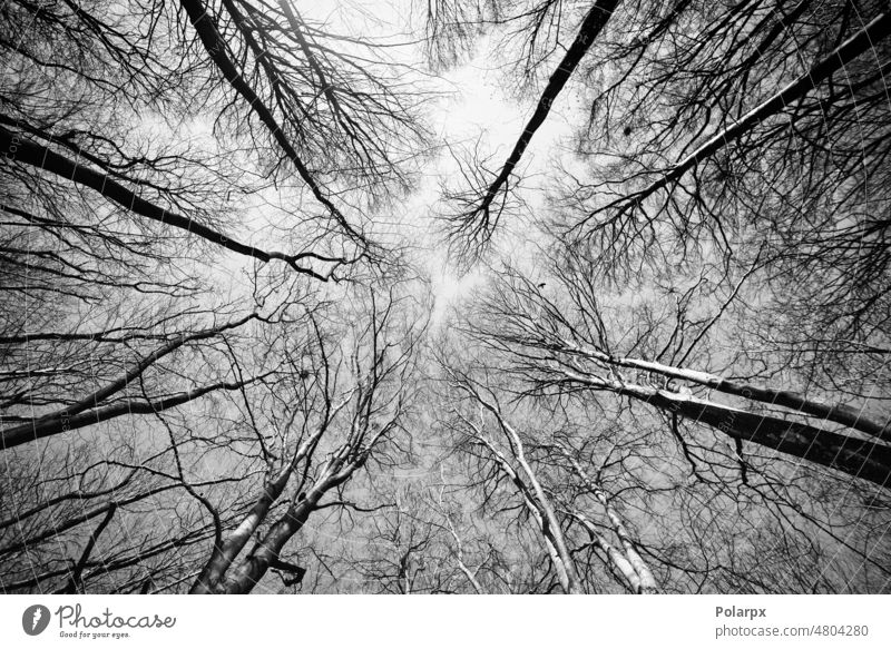 Treetops reaching for the sky silence crown birch tranquil eichwald structure morning sunlight outback woodabove trees scene high view day natural autumn black