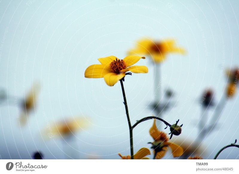 a little summer left Flower Summer Yellow Moody Bright background