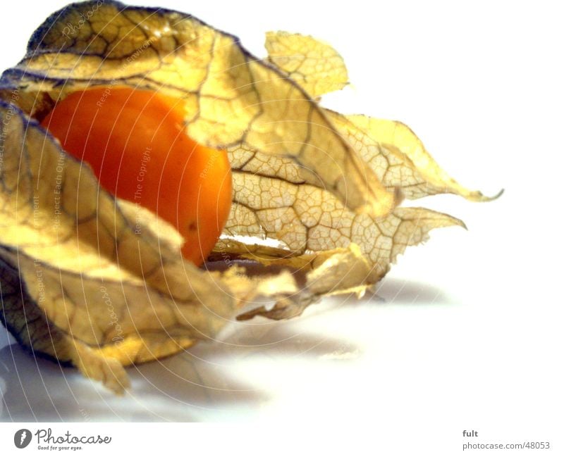 physalis Physalis Fresh Healthy Round Leaf Soft Yellow Beige Open Nutrition Delicious Fruit Virgin forest Exotic Orange Bright Lie Macro (Extreme close-up)