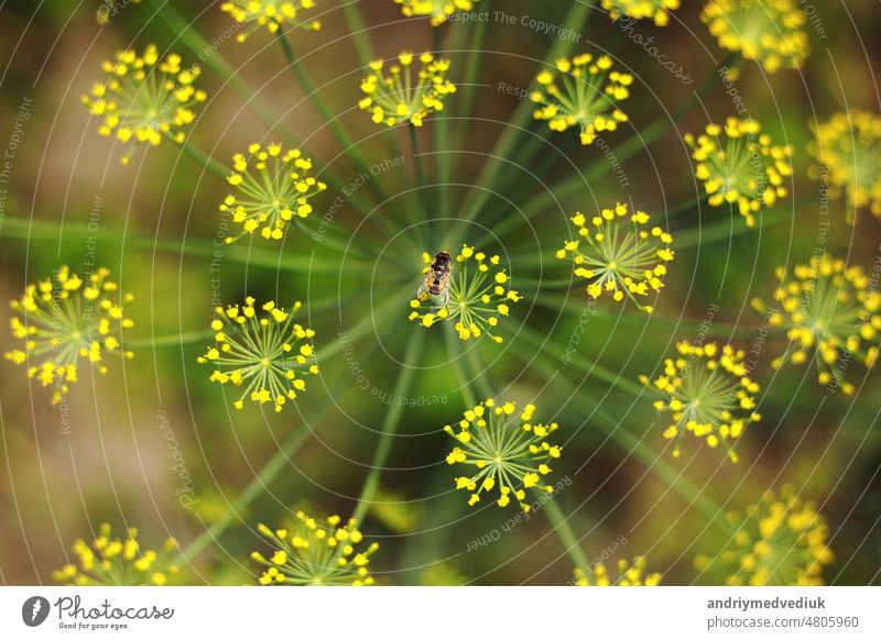 Yellow flowers of dill, Anethum graveolens. Close up. In the open ground in the garden grows vegetable dill fresh green natural nature organic plant summer