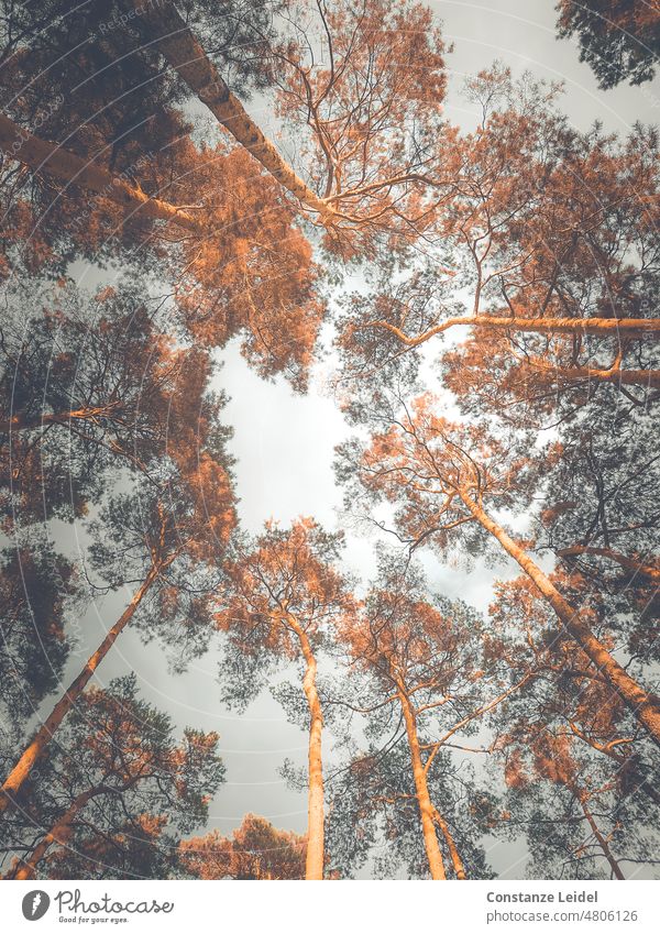 A wreath of pine trees seen towards the sky. Heaven Crown Branch Verdant Sky Tree Treetop low angle from below idyllically Calm Wild flora Needle-containing