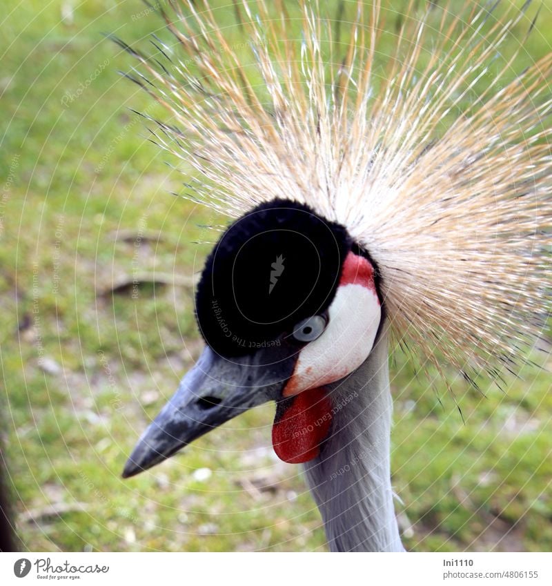 UT Spring Country Air | Portrait Crowned Crane Animal Bird Close-up crown crane Balearica regulorum GrayhalsCrownedCrane Pale crowned crane Crane bird