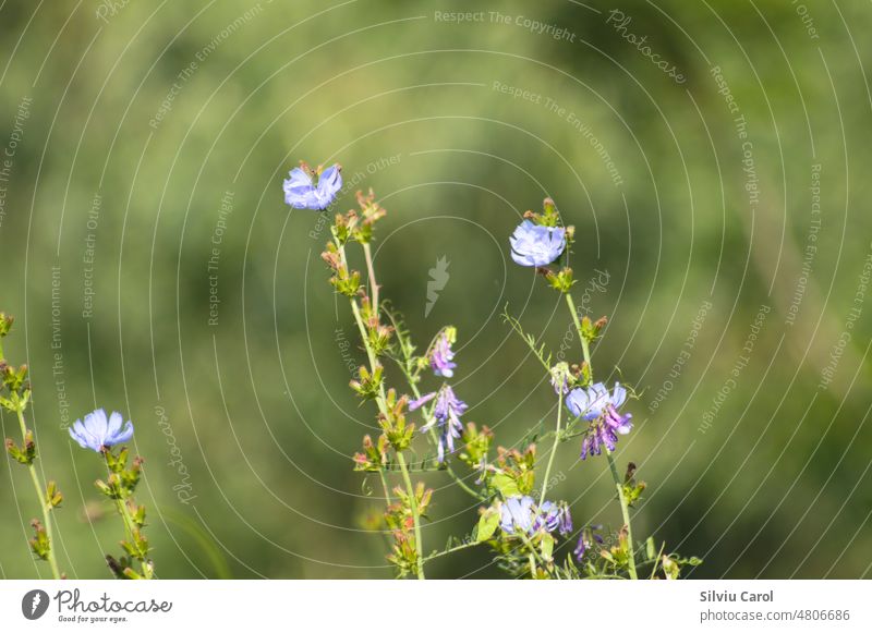 Closeup of blue common chicory flowers with selective focus on foreground plant herb nature background season floral summer wild field natural blossom green