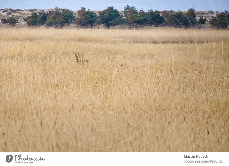 doe on the darss hidden in the reeds. Mammals at the Baltic Sea. Wildlife foto deer deer cow zingst bodden meadow germany bodden landscape animal photo watch