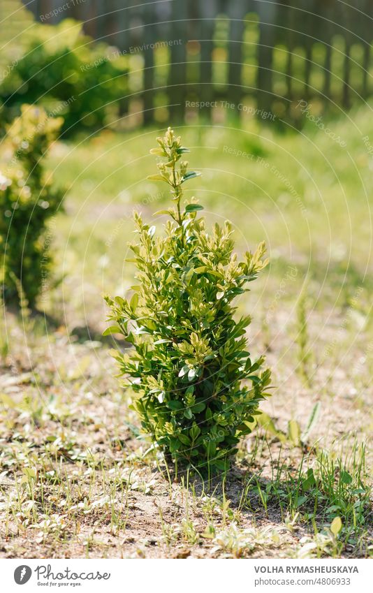 A young boxwood bush grows in the garden in summer leaf design gardening green nature landscaping ornamental hedge decoration decorative detail evergreen