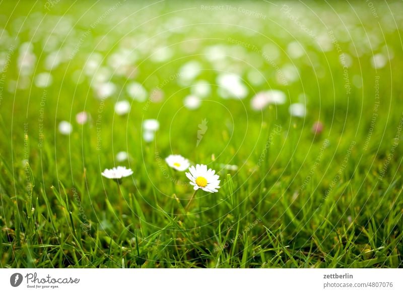 Bellis perennis Relaxation awakening spring Spring spring awakening Garden allotment Garden allotments bud Deserted Nature Plant tranquillity Holiday season