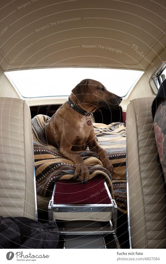 Dog in vintage car. Vintage car ridgeback Rhodesian Ridgeback dodge charger mopar Hound Wide angle Yank uscar tattoo arm Car Animal Pet Exterior shot Forest