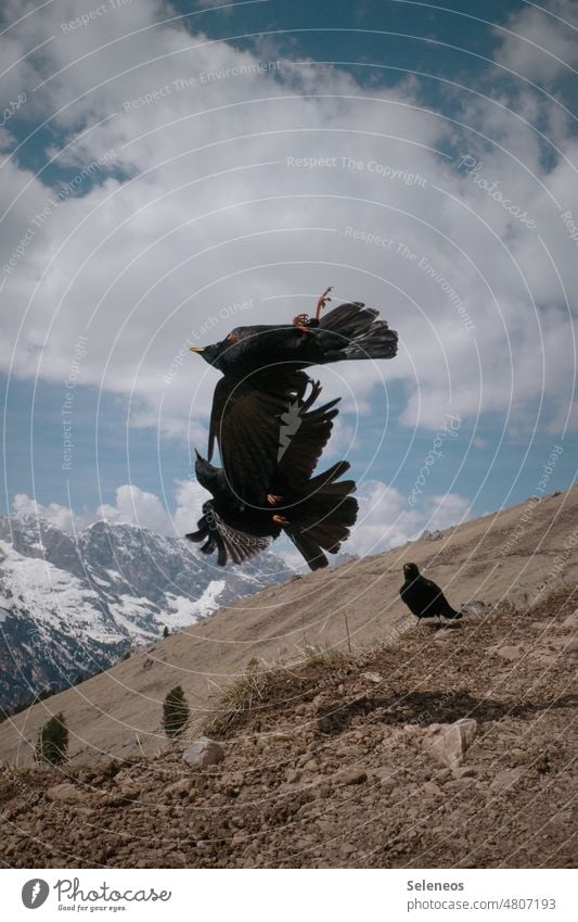 Aerial acrobatics Jackdaw Bird in flight Flying Acrobatics Sky Horizon Mountain Alps Grand piano Exterior shot Nature Beak Flight of the birds Wilderness