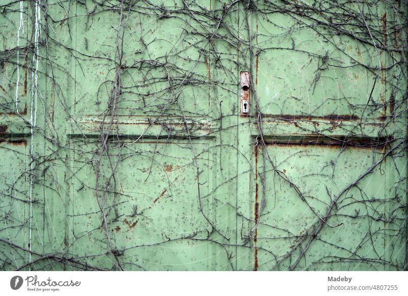 Old abandoned green door overgrown with plants of a former factory and industrial charge in the district of Margaretenhütte in Giessen on the Lahn River in Hesse, Germany