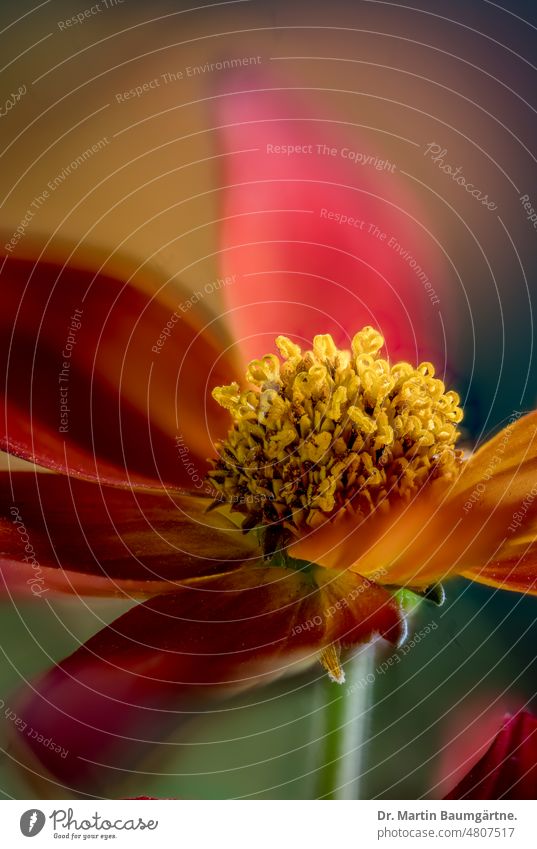 Bidens, two-tooth, garden form Two-tooth Garden form inflorescence blossom Tongue blossoms tubular flowers variety cultivar from North America Plant Flower