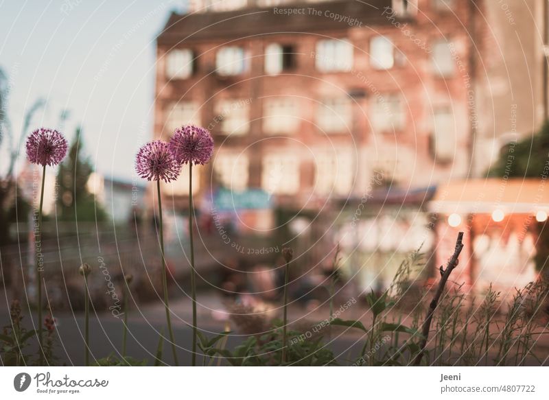 Berlin neighborhood Kiez Capital city Town Prenzlauer Berg Old building Architecture ornamental garlic Planting Window Dusk Evening Facade Meeting point Flair