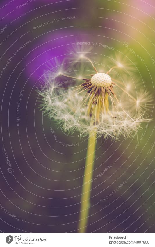 Dandelion with purple green blurred background dandelion colourful Close-up Plant Macro (Extreme close-up) Nature Spring Flower Delicate Faded naturally Ease