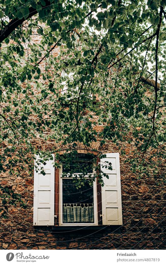 House facade of red bricks with windows and white wooden shutters and branches of fresh greenery Facade Window Shutter Brick facade green leaves Old