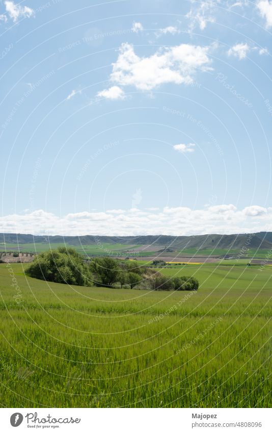 Vertical shot of a crop field in springtime. Blue sky with some clouds. Alcala de Henares, Madrid scenery natural environment agriculture alcala de henares