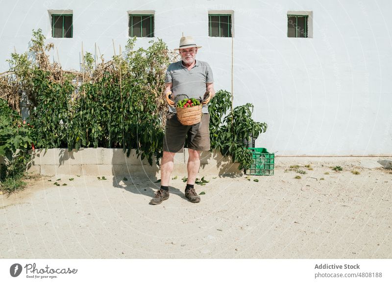 Elderly farmer standing with harvested vegetables in basket countryside summer ripe village garden gardener man male senior elderly rural organic pile stack