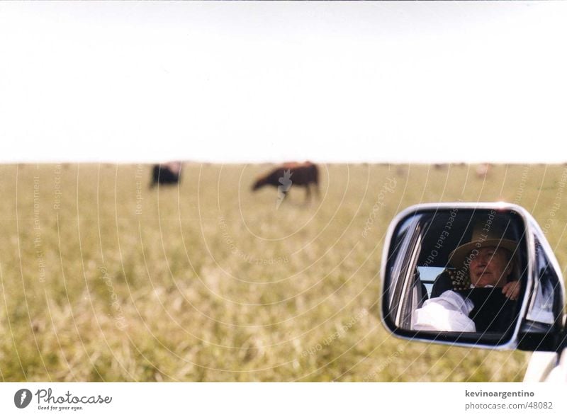 My cattle Argentina Mirror Cow Agriculture Large-scale holdings Pasture