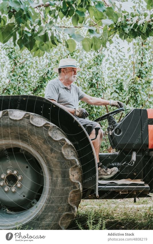 Elderly man driving tractor on farm drive orchard farmer summer tree agriculture work countryside male elderly senior aged plantation rural cultivate fruit