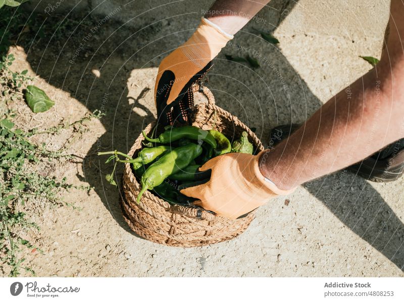 Crop gardener with harvest of green pepper in basket farmer chili collect man countryside male fresh vegetable agronomy rural summer pick ripe organic farmland