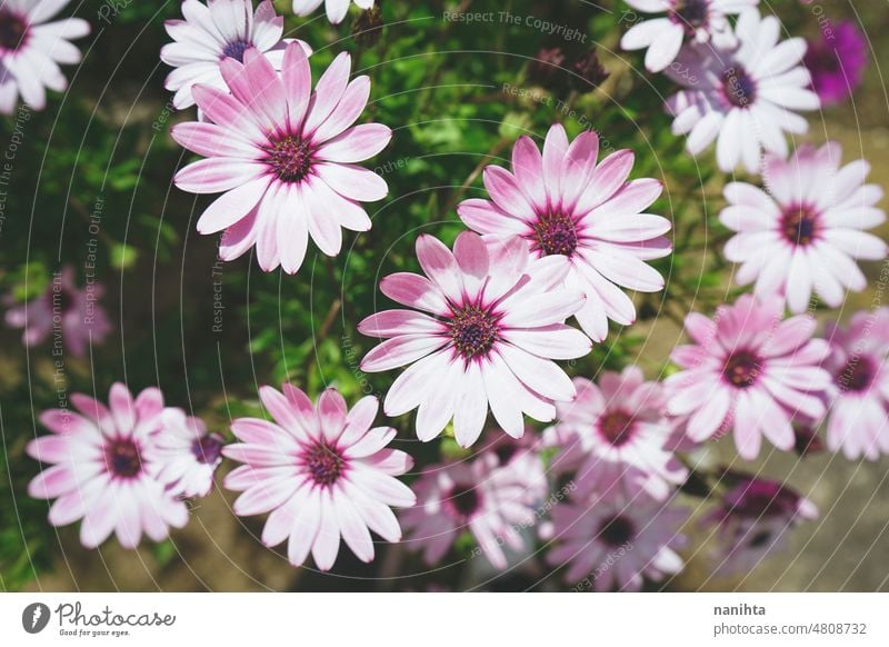 High view of a fresh and purple tones floral background spring flowers angiosperma osteospermum dimorphoteca beautiful pattern image spring time freshness bloom