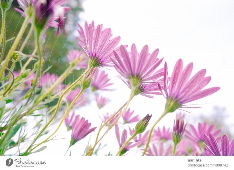 Low perspective of a beautiful spring time floral image against sky flowers background fresh purple angiosperma osteospermum dimorphoteca pattern freshness