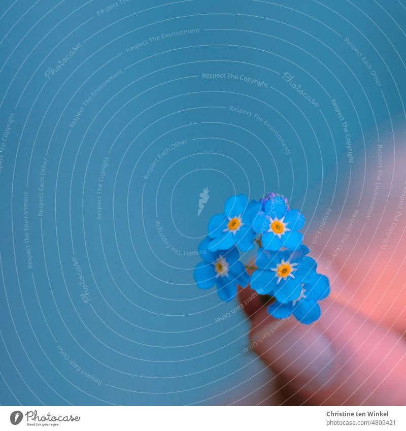 Bright blue forget-me-not - flowers in one hand against blue background Forget-me-not Blossoming Flower Blue To hold on stop Hand Shallow depth of field