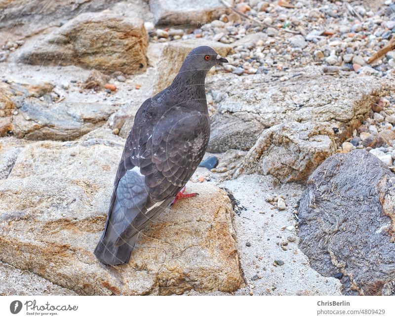 Dove on stone Dove - Bird Pigeon Animal Gray Exterior shot Colour photo 1 Deserted Sit Wild animal Nature Town Environment