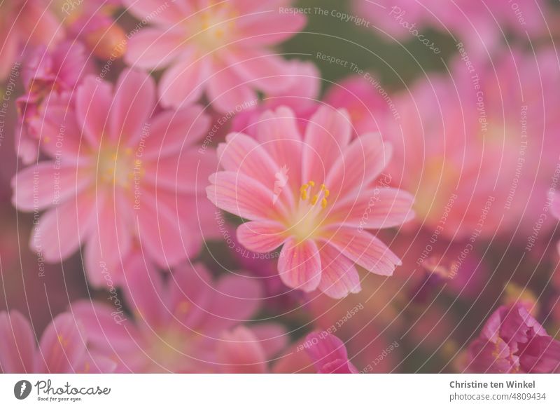 Delicate pink flowers of the porcelain rose / Lewisia cotyledon bitterbur Porcelain florets Plant succulent plant Blossom blossom Bright petals Stamen Pink