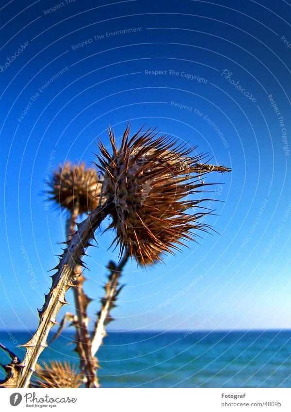 sea holly Thistle Beach Lake Ocean Plant Pierce Thorn Blue Sky Baltic Sea Macro (Extreme close-up) peaks sting