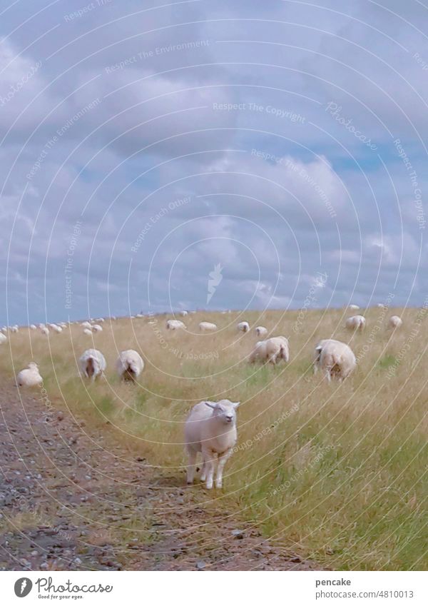 schäfchenfarben Schaf Schafherde Nordsee Wiese mild weich Pastellfarben Meer Küste Sommer Landschaft Himmel Wolken Unschärfe Deich