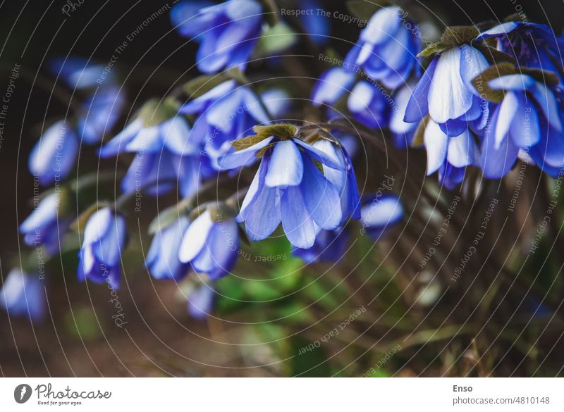 Anemone hepatica flowers in spring forest closeup blue flowers wildflower American Liverwort growing blooming Hepatica Herb Trinity Liverleaf Common liverwort