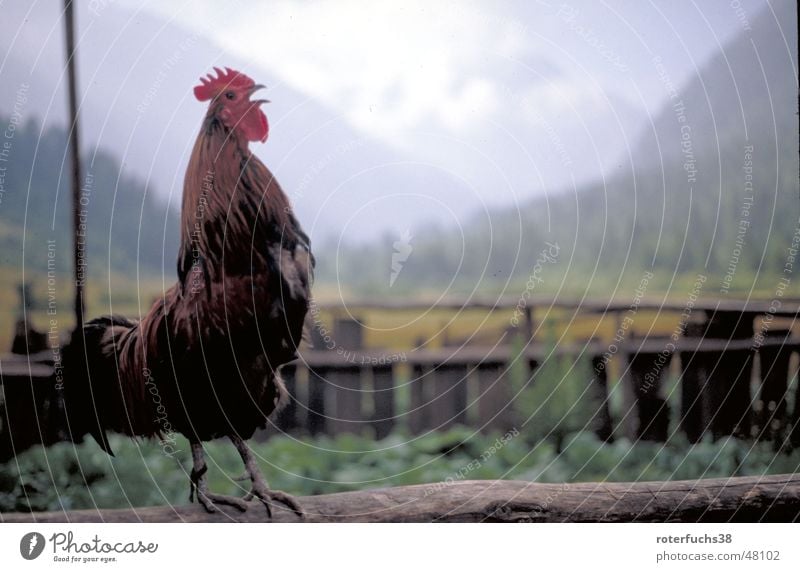 Morning Glory crowing cock Rooster Fence Poultry Feather Chinese Exterior shot China Dawn Bird 'flu Valley Mountain Sichuan Jiuzhaigou Barn fowl National Park