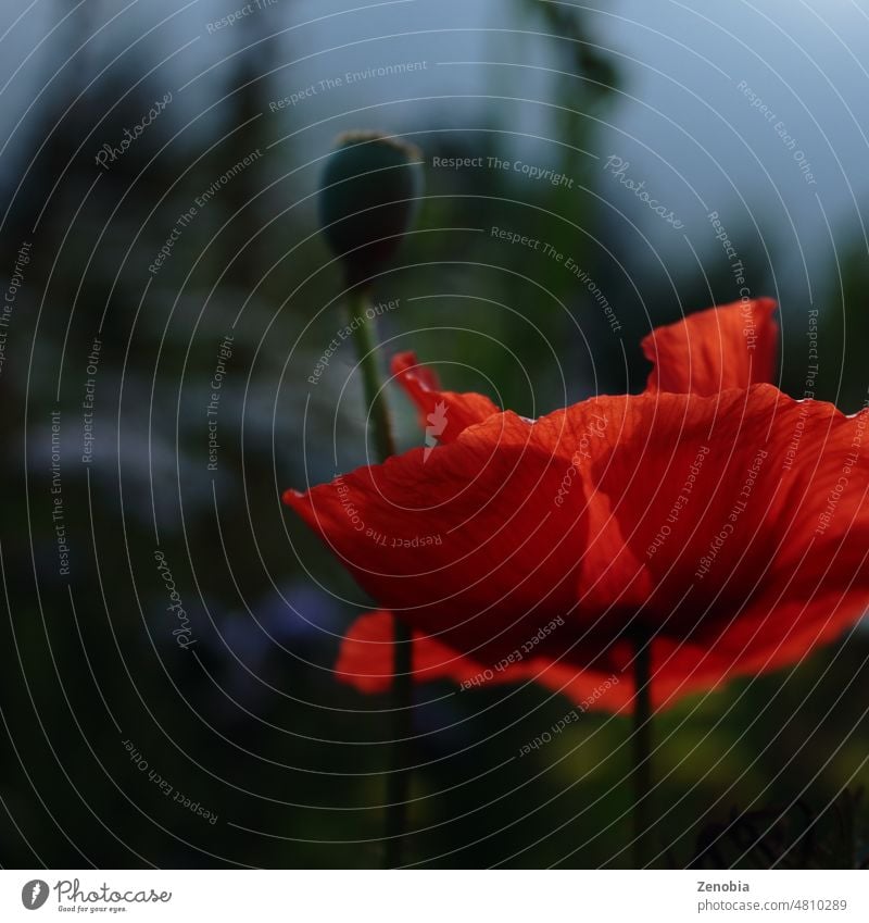 Vibrant red backlit poppy with bud and moody background blood crimson flower wildflower flowerfloral space for copy space for writing open space Blossom