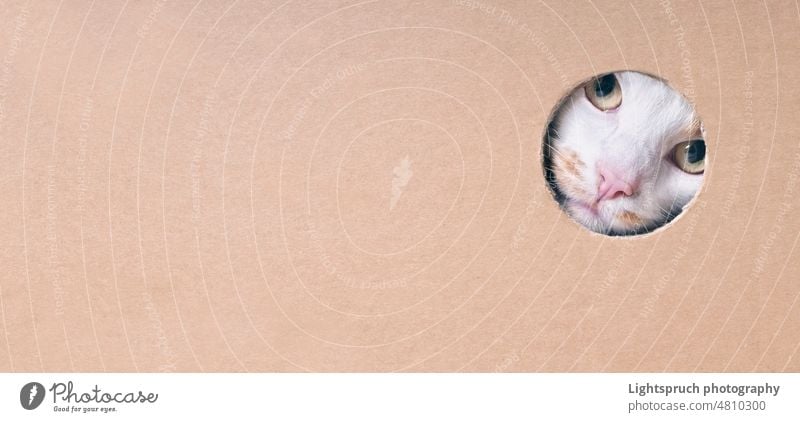 Funny tabby cat looking curious out of a hole in a cardboard box. Panoramic image with copy space. peeking looking at camera box - container paper charming