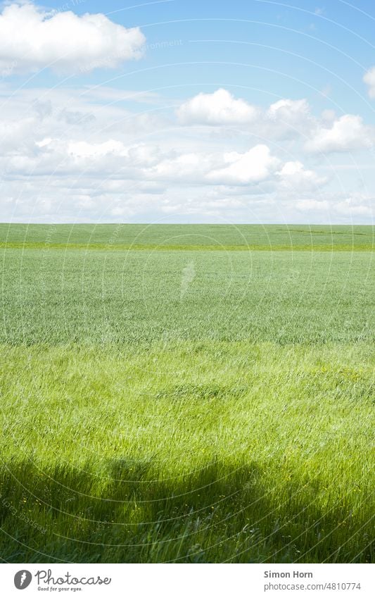 Meadows and clouds wide outlook Far-off places Clouds Green surface Agriculture Horizon Green tones Landscape detachment Blue sky Nature Sky Field Grass