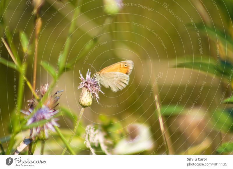 Closeup of creeping thistle flower with a butterfly and selective focus on foreground grass lepidoptera closeup green insect purple nature beauty macro animal