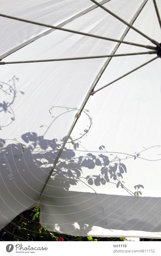 Shadow play of a climbing plant Beautiful weather sunshine Sunshade White linkage Light and shadow Light and shadow play Pérgola creeper Akebie